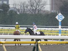 20160220 東京6R 3歳500万下 モーゼス 16
