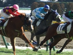 20180127 東京5R 3歳未勝利 ウェディングベール 19
