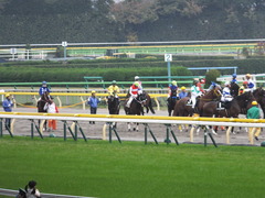 20141108 東京9R ショウナンアポロン 14