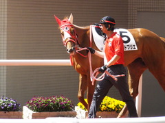 20150404 阪神4R 3歳未勝利 レーヌドブリエ 07