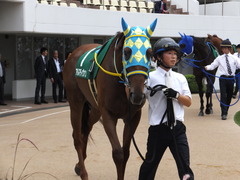 20150913 中山11R 京成杯AHC(G3) アルマディヴァン 04