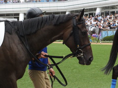 20150919 中山4R 3歳未勝利 ジュンコアー 06