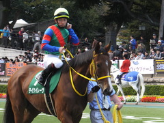 20151031 東京11R アルテミスS(G3) テイケイレーヴ 08