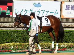 20171104 東京8R (500) プエルト 02
