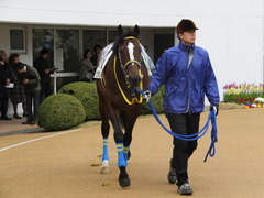 20150308 中山5R 3歳未勝利 ラッシュアタック 02