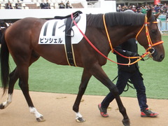 20181223 中山3R 2歳未勝利 ピンシェル 13