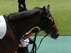 20140531 東京6R オウケンブラック 12