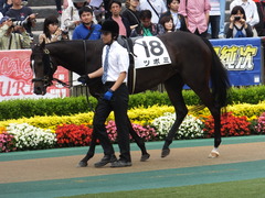 20160605 東京4R 3歳未勝利 ツボミ 12