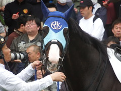 20190414 中山6R (500) アドマイヤムテキ 14