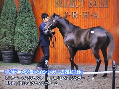 メジロベイシンガーの2016