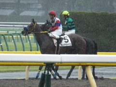 20170513 東京5R 3歳未勝利 トッテモイイコ 11
