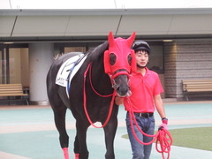 20181008 東京12R (500) ノーザンクリス 03