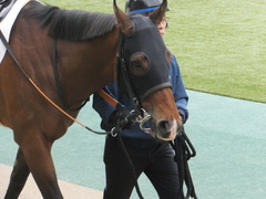 20170205 東京1R 3歳未勝利 メガポリゴン 11