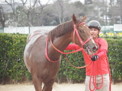 20190310 中山11R アネモネS 3歳牝馬OP オトナノジジョウ 27