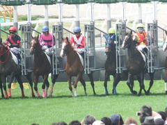 20180722 函館5R 2歳メイクデビュー クラサーヴィツァ 22