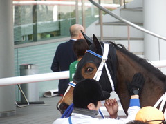 20180331 阪神3R 3歳未勝利 テンノカガヤキ 24