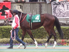 20190216 東京11R ダイヤモンドS(G3) ピッツバーグ 08