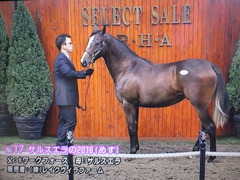 サルスエラの2016