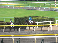 20141130 東京3R 2歳未勝利 トーセンカナロア 15