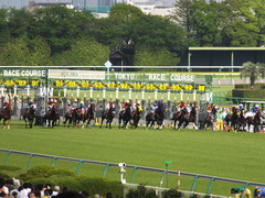 20140503 東京11R 青葉賞 ショウナンラグーン 13