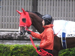 20161119 東京1R 2歳未勝利 パイオニアワーク 02