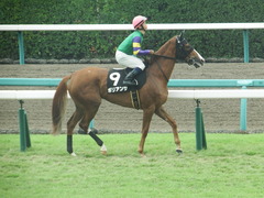 20180930 中山9R サフラン賞 2歳牝馬500万下 ポリアンサ 17