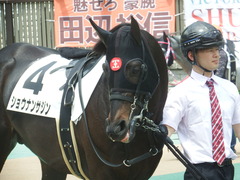 20190504 東京4R 3歳未勝利 ショウナンサジン 08