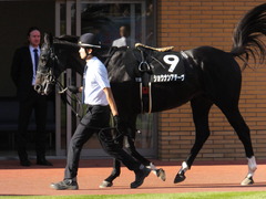 20161016 新潟11R 信越S(OP) ショウナンアチーヴ 13