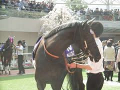 20180401 阪神11R 大阪杯(G1) サトノノブレス 05