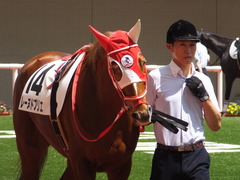 20160618 阪神8R 3歳上牝馬500万下 レーヌドブリエ 07