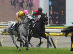 20160619 東京9R 芦ノ湖特別(1000) マイネルサージュ 22
