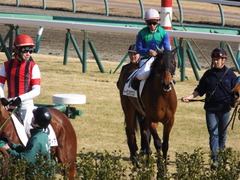 20150125 中山5R 3歳未勝利 トーセンカナロア 18
