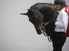 20190331 中山3R 3歳未勝利 ショウナンサジン 03