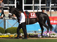20140412 中山11R ニュージーランドT ショウナンアチーヴ 03