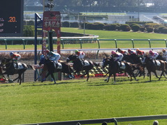 20131221 中山競馬場 ショウナンラグーン 13