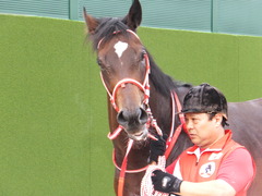 20170930 中山10R 習志野特別(1000) ピッツバーグ 16
