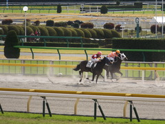 20141116 東京2R ウィンメアリー 05