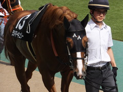 20150530 東京10R 薫風S ランドマーキュリー 08