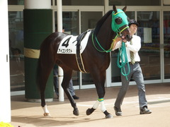 20180414 中山2R 3歳未勝利 アイコンタクト 02