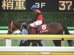 20190427 東京11R 青葉賞(G2) ピンシェル 20