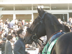 20190105 中山11R 中山金杯(G3) マイネルサージュ 12