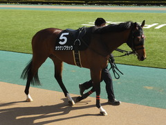 20150221 東京9R 4歳上1000万下 オウケンブラック 07