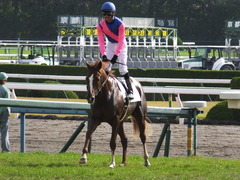 20151121京都2R 2歳未勝利 メイショウノボサン 12