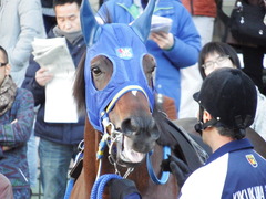 20171209 中山9R 霞ヶ浦特別(1000) ラッシュアタック 10