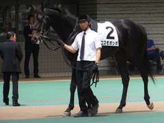20150523 東京3R 3歳未勝利 コスモポッポ 06