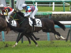 20170408 中山5R 3歳未勝利 ジュンマシュウ 19
