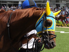 20160910 中山4R 3歳上障害未勝利 ワイルドジーク 04