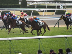 20150207 京都5R 3歳未勝利 レーヌドブリエ 20