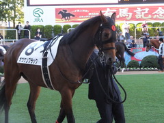 2013 中山競馬場 オウケンブラック 04