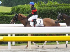 20170618 東京7R 33歳上500万下 ホウオウマリリン 16